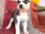 Yakışıklı Ve Karizmatik Husky Sibirya Kurtlarım