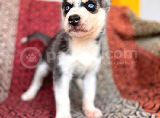 Yakışıklı Ve Karizmatik Husky Sibirya Kurtlarım görsel