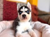 Yakışıklı ve karizmatik husky Sibirya kurtlarım