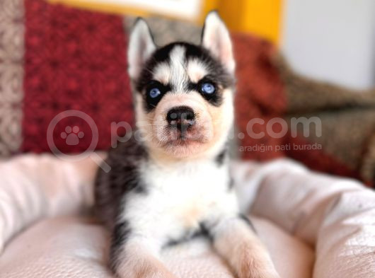Yakışıklı Ve Karizmatik Husky Sibirya Kurtlarım