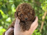 Toy Poodle Irkinin En Küçük Yavrulari