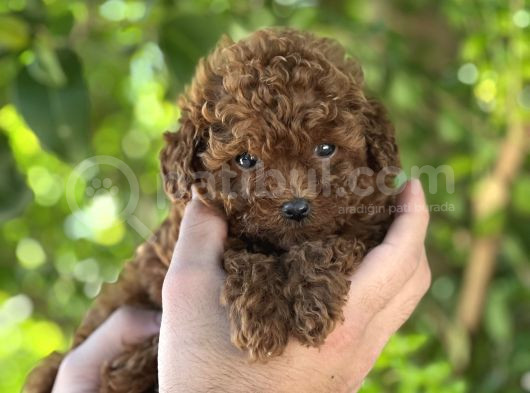Toy Poodle Irkinin En Küçük Yavrulari görsel