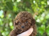 TOY POODLE IRKININ EN KÜÇÜK YAVRULARI
