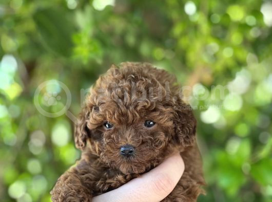Toy Poodle Irkinin En Küçük Yavrulari