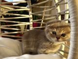 Çok Tatlı Scottish Fold Yavrumuz
