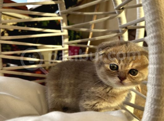 Çok Tatlı Scottish Fold Yavrumuz görsel
