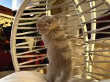 Çok Tatlı Scottish Fold Yavrumuz