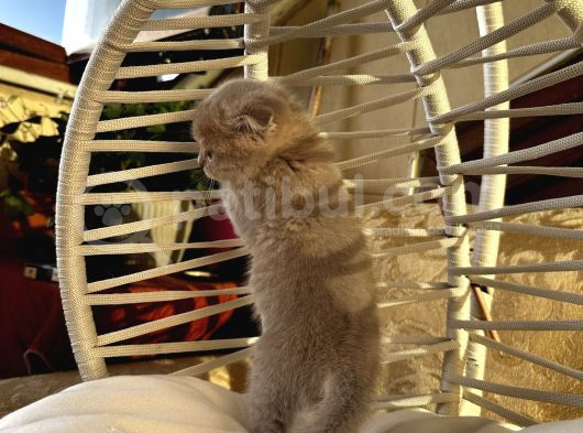 Çok Tatlı Scottish Fold Yavrumuz görsel