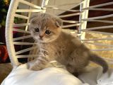 çok tatlı scottish fold yavrumuz