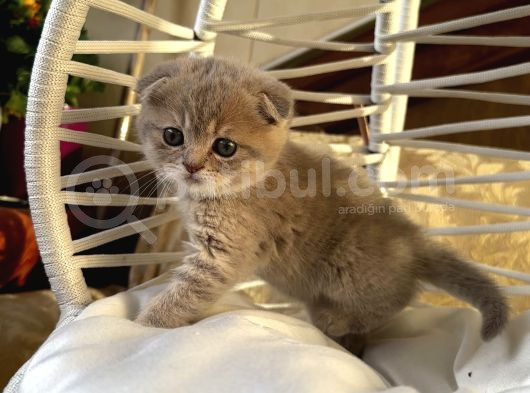 Çok Tatlı Scottish Fold Yavrumuz