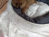 Pomeranian Ev Köpeği Küçük Lina