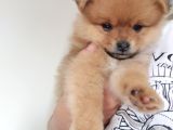 Pomeranian Ev Köpeği Küçük Lina