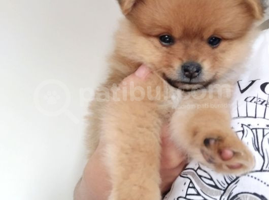 Pomeranian Ev Köpeği Küçük Lina görsel