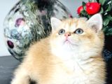 Orijinal Secereli British Shorthair