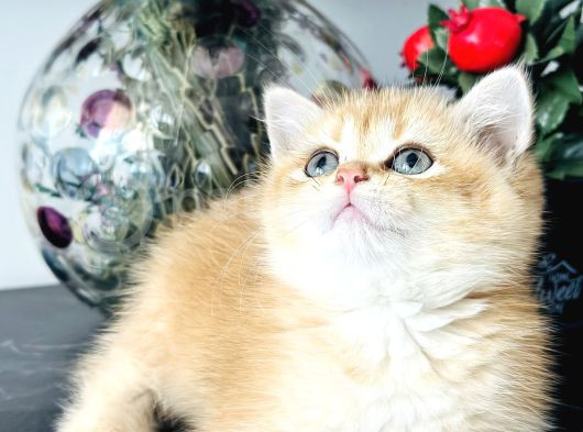 Orijinal Secereli British Shorthair görsel