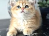 Orijinal Secereli British Shorthair
