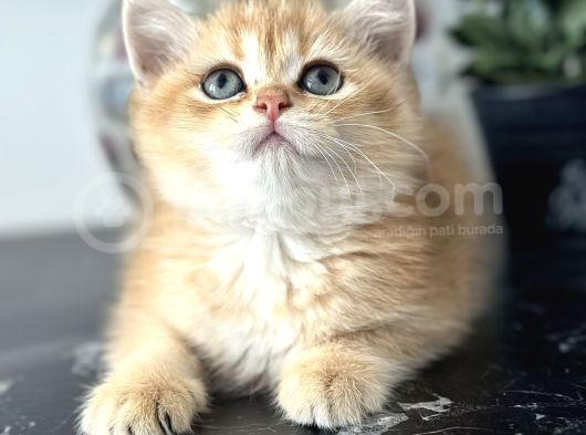 Orijinal Secereli British Shorthair görsel