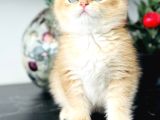 Orijinal Secereli British Shorthair