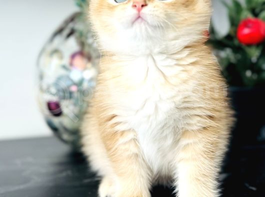 Orijinal Secereli British Shorthair görsel