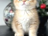 Orijinal Secereli British Shorthair