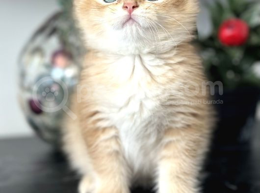 Orijinal Secereli British Shorthair görsel