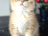 Orijinal Secereli British Shorthair