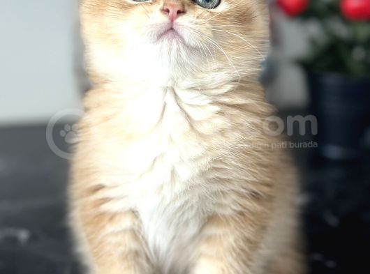 Orijinal Secereli British Shorthair görsel