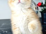 Orijinal Secereli British Shorthair