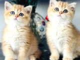 Orijinal secereli British shorthair