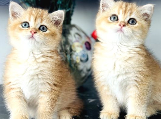 Orijinal Secereli British Shorthair