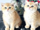 Orijinal Secereli British Shorthair