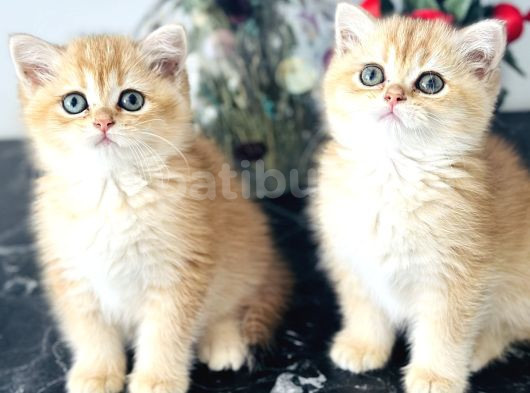 Orijinal Secereli British Shorthair görsel