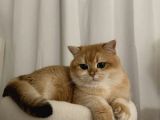 British Shorthair Golden Ny11 Orjinal Safkan