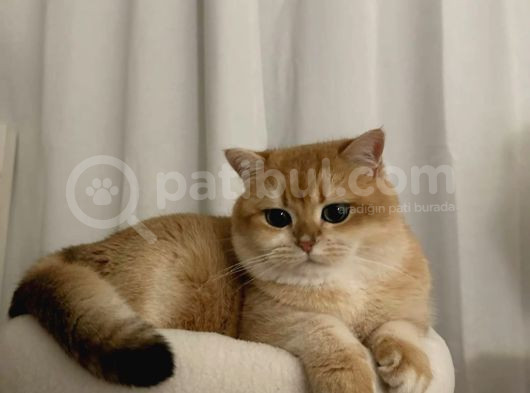 British Shorthair Golden Ny11 Orjinal Safkan görsel