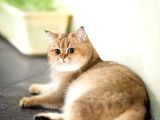 British Shorthair Golden Ny11 Orjinal Safkan