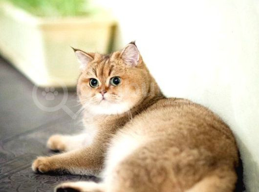 British Shorthair Golden Ny11 Orjinal Safkan görsel
