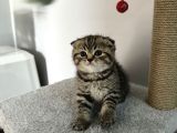 Bitter Çikolata Yavrular Yeni Yuvalarını Bekliyorlar
