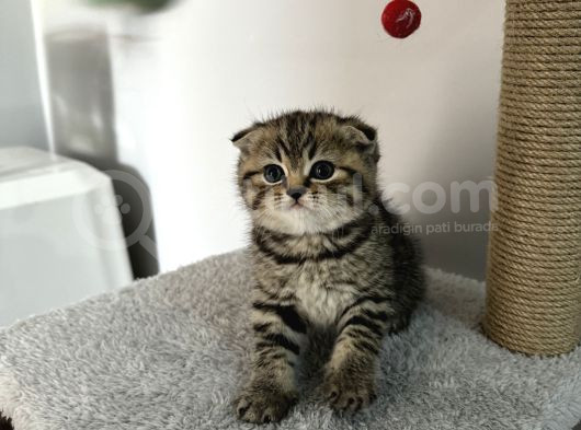 Bitter Çikolata Yavrular Yeni Yuvalarını Bekliyorlar görsel