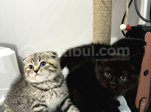 Bitter Çikolata Yavrular Yeni Yuvalarını Bekliyorlar görsel