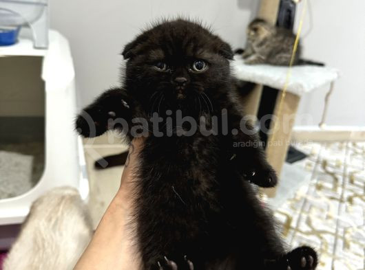 Bitter Çikolata Yavrular Yeni Yuvalarını Bekliyorlar