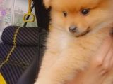 Pomeranian Ev Köpeği Küçük Lina