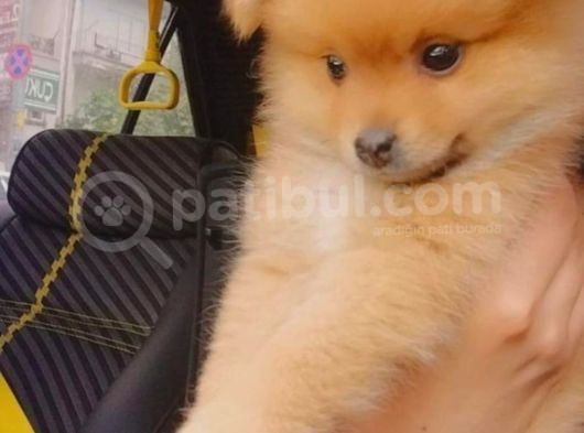 Pomeranian Ev Köpeği Küçük Lina görsel