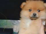 Pomeranian Ev Köpeği Küçük Lina