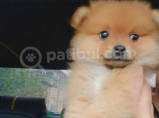 Pomeranian Ev Köpeği Küçük Lina görsel