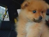 Pomeranian Ev Köpeği Küçük Lina