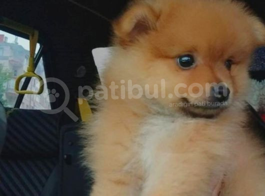 Pomeranian Ev Köpeği Küçük Lina görsel