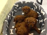 Erkek Koyu renk Toy poodle