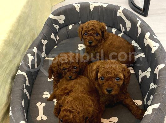 Erkek Koyu Renk Toy Poodle
