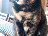 Muğla Ula Kızılağaç Kayıp kedi