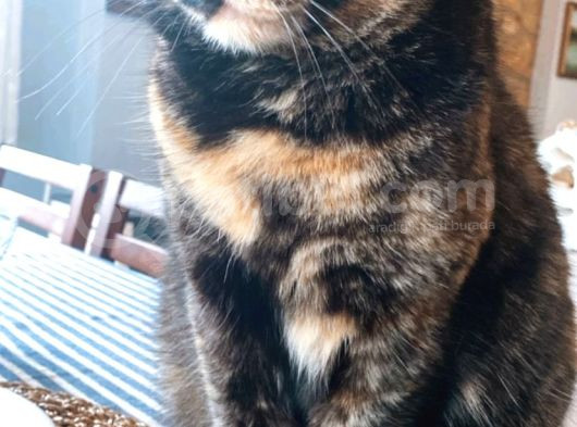 Muğla Ula Kızılağaç Kayıp Kedi